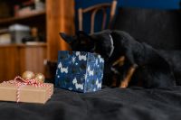 Kaboompics - Christmas gifts for a cute little dog