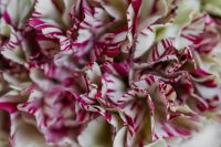Kaboompics - Carnation Backgrounds