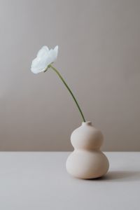 Kaboompics - White buttercup