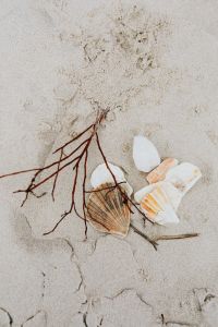 Kaboompics - seashells and a twig on the beach