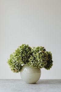 Kaboompics - Green hydrangea