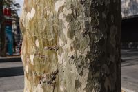 Kaboompics - Tree trunks close-ups