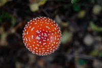 Kaboompics - Toadstool growing in the forest