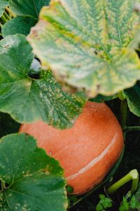 A large orange pumpkin grows in the garden