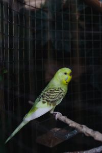 Cute colorful budgies in cage