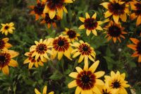 Vibrant Yellow and Orange Rudbeckia Flowers in Bloom