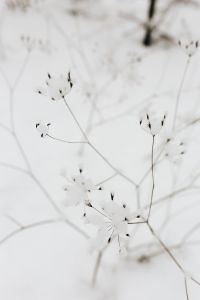 Snow on dry twigs
