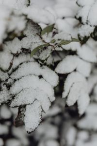 Branches covered with fresh snow