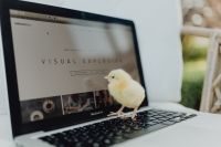 Newborn little chicken and laptop