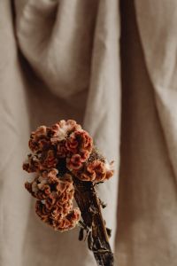 Kaboompics - Earthenware Vases with Dried Flowers on Linen Background