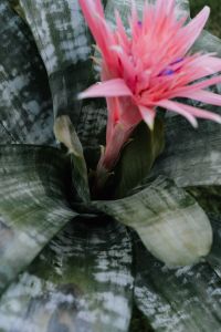 Kaboompics - Flowering pot plant Aechmea