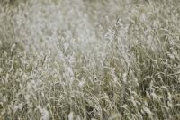 Silver grass field