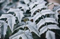 Kaboompics - Detail of leaves covered in frost