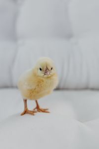 Newborn little chicken