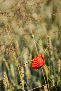 Kaboompics - Poppy flower