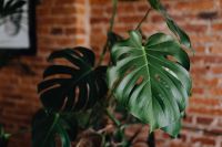 Kaboompics - Green leaves of Monstera plant growing at home