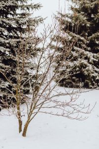Branches covered with fresh snow // Magnolia, Coniferous Tree