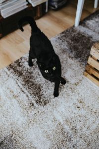 Black cat on a carpet in a living room