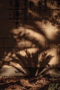 Kaboompics - Shadows of Exotic Palms - A Warm Toned Collection - Neutral Backgrounds