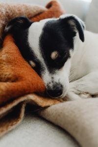 Black and white dog - puppy - sleeping