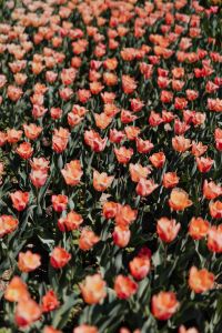 Kaboompics - Pink tulips flowers