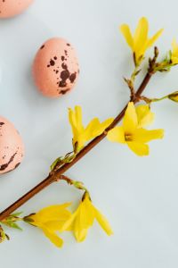 Easter Eggs & Forsythia
