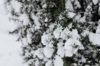 Kaboompics - Snow-covered Trees
