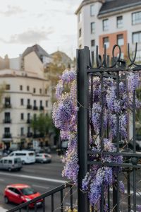 Wisteria in bloom in Madrid