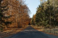 Autumn Forest Wallpaper: Fall Leaves and Scenic Nature Backgrounds