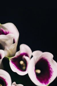 Kaboompics - Close-ups of flowers and plants