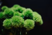 Close-up of a green bouquet