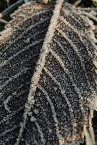 Kaboompics - Morning frost on plants