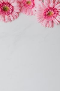 Kaboompics - Pink Gerbera Background