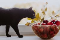 Kaboompics - Red apples, golden oak leaves and black cat