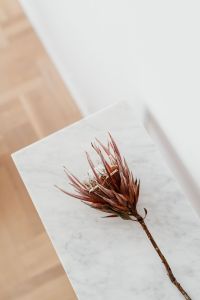 Protea on The White Marble Table, White Background