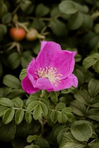 Kaboompics - Dog rose - Rosa canina - on the bush