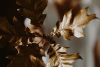 Kaboompics - Golden oak leaves