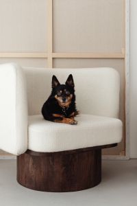 Kaboompics - Wooden side table with marble top - bright ceramic vases - upholstered armchair - dog - pet - animal