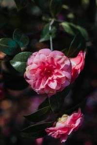 A beautiful blooming rose in Madrid Botanic Garden
