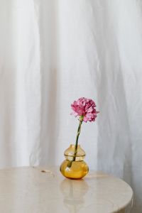 Pink Carnation in a Vase