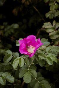 Dog rose - Rosa canina - on the bush