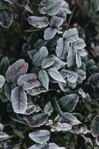 Detail of leaves covered in frost