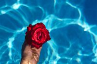 Hand & fresh garden rose on the blue water of a swimming pool
