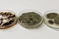 Kaboompics - Different types of mold grown in Petri Dish - Home DIY lab - Bacterial Culture