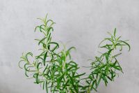 Kaboompics - Rosemary in a pot