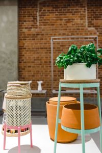 Green plants in a white flowerpot on a stool