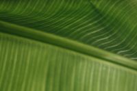 Kaboompics - Banana Green Leaf Backgrounds