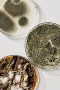 Different types of mold grown in Petri Dish - Home DIY lab - Bacterial Culture