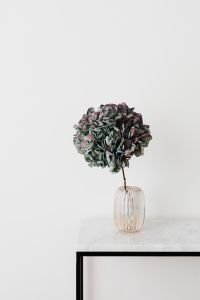 Kaboompics - Hydrangea on a Marble Table, White Background