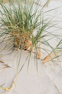 Kaboompics - Grass on a beach